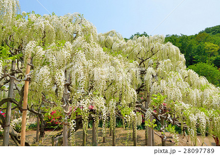 満開の白藤の花 栃木県足利フラワーパーク 満開の白藤の花 栃木県足利フラワーパーク 28097789