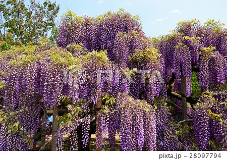 満開の藤の花　栃木県足利フラワーパーク 28097794