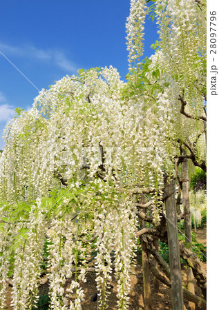 満開の白藤の花　栃木県足利フラワーパーク 28097796