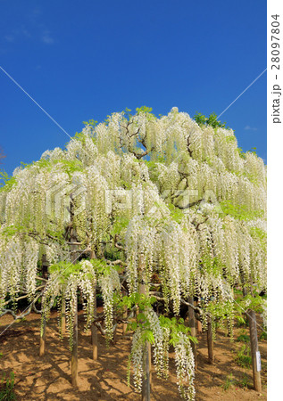 満開の白藤の花　栃木県足利フラワーパーク 28097804