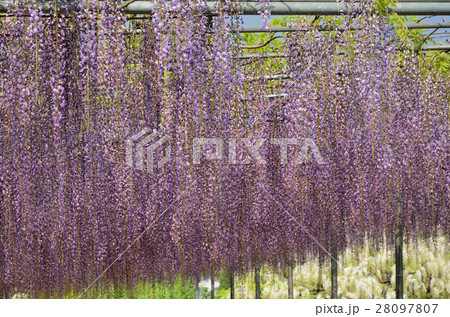 満開の藤の花　栃木県足利フラワーパーク 28097807