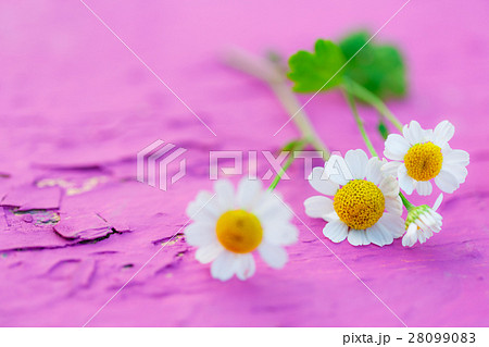 Camomile flowers on colorful bench 28099083