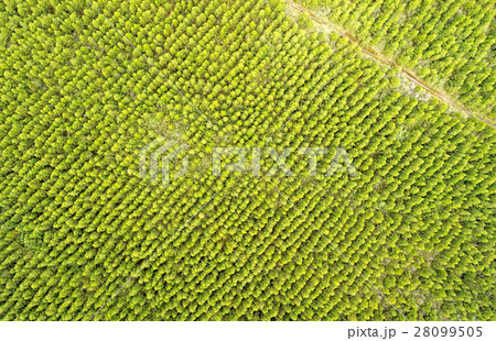 Heavy Reforestation Cotopaxi National Park Heavy Reforestation Cotopaxi National Park 28099505