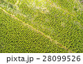 Pine Tree Reforested Area Cotopaxi Ecuador 28099526