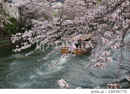 Sakura blossom. Kyoto. 28099779