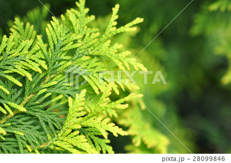 Beautiful Green Thuja Branches In The Garden Beautiful Green Thuja Branches In The Garden 28099846