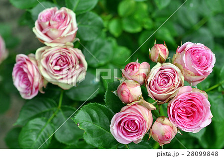 Pink Rose Flowers In Nature In Summer 28099848