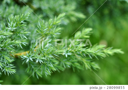 Evergreen Juniper Background 28099855