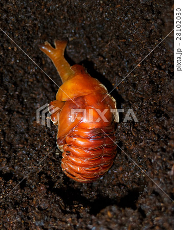 カブトムシの蛹 28102030