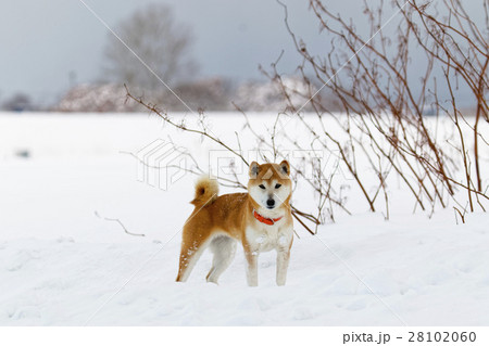 雪と柴犬 雪と柴犬 28102060