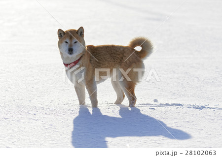 雪と柴犬 雪と柴犬 28102063