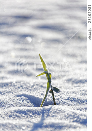 雪の中の植物 雪の中の植物 28102081