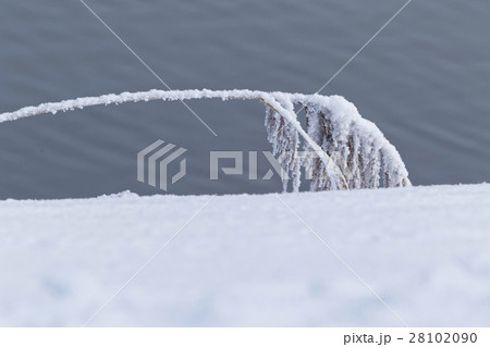 冬枯れの雪景色 28102090