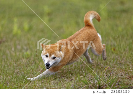 走る柴犬 走る柴犬 28102139
