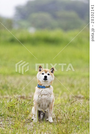 野原でマテをする柴犬 28102141