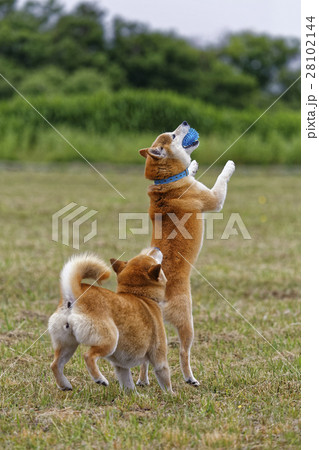 遊ぶ柴犬 遊ぶ柴犬 28102144