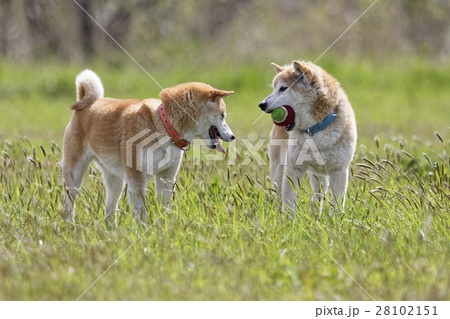 遊ぶ柴犬 遊ぶ柴犬 28102151