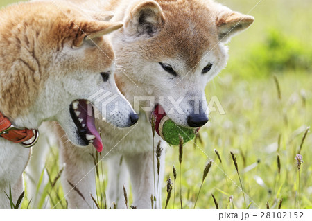 遊ぶ柴犬 遊ぶ柴犬 28102152