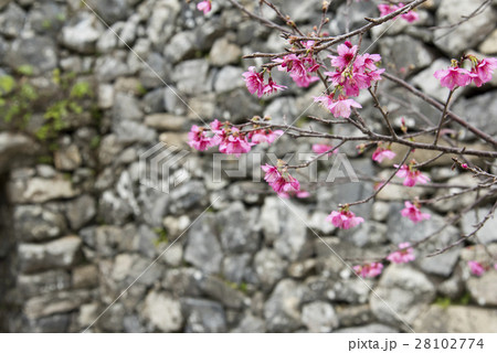 寒緋桜 寒緋桜 28102774