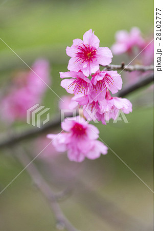 寒緋桜 寒緋桜 28102777