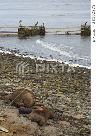 Southern Sea Lion on Bleaker Island 28102875