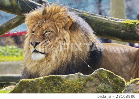 Rest Lion Portrait in Sunny day 28103980