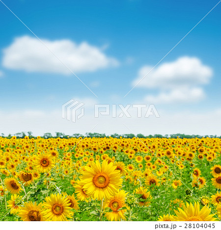 field with sunflowers and blue sky with clouds field with sunflowers and blue sky with clouds 28104045