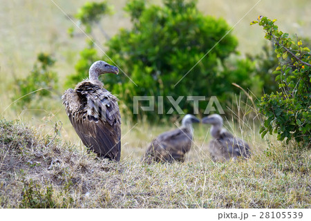 Vulture in Masai Mara National Park 28105539