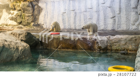 Couple of Polar Bear (known Thalarctos Maritimus) 28107722