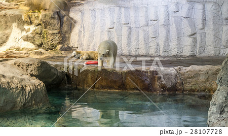 Couple of Polar Bear (known Thalarctos Maritimus) Couple of Polar Bear (known Thalarctos Maritimus) 28107728