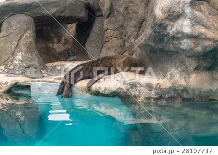 Fur Seal South American (Arctocephalus australis) 28107737