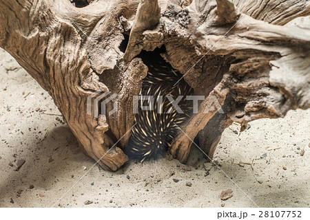 Australian echidna (Tachyglossus) hiding inisde 28107752