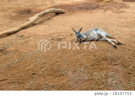 Australian kangaroos standing on ground sleeping Australian kangaroos standing on ground sleeping 28107753