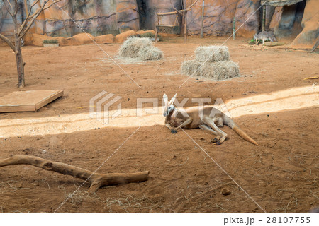 Family of australian kangaroos standing on ground Family of australian kangaroos standing on ground 28107755