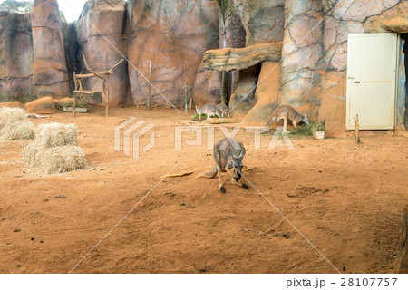 Family of australian kangaroos standing on ground 28107757