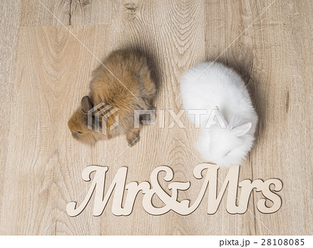 Closeup of two cute rabbits on a wooden background 28108085