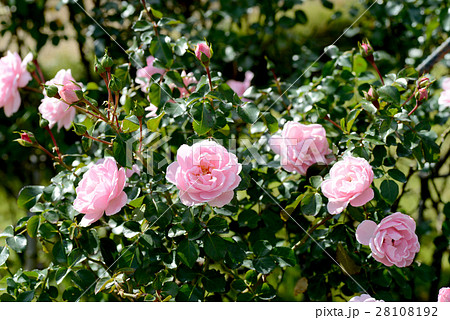 ホーム & ガーデン ホーム & ガーデン 28108192