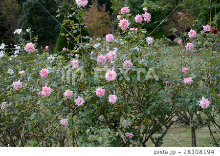 ミッセルメイアン 28108194