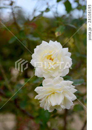 ムーンスプライト 28108195