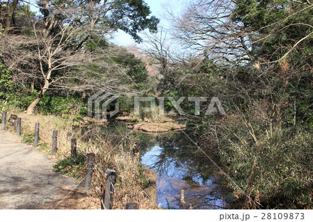 自然教育園の風景 28109873