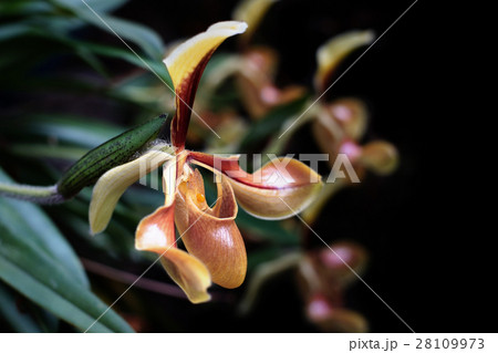 orchid paphiopedilum flower 28109973