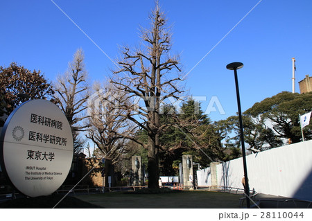 東京大学医科学研究所の風景 28110044