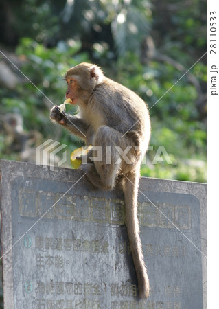 さる サル 猿 28110533