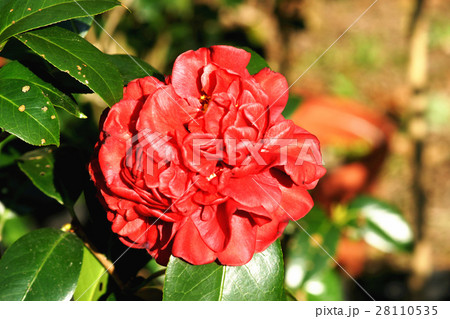 つばき カメリア ツバキ属 28110535