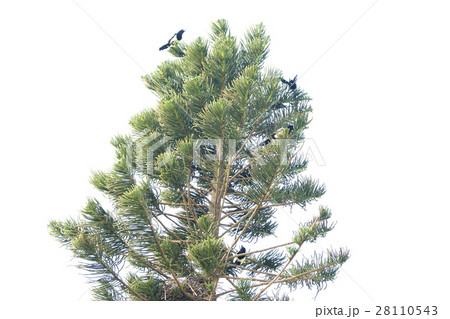 鳥 山地 山間地 28110543