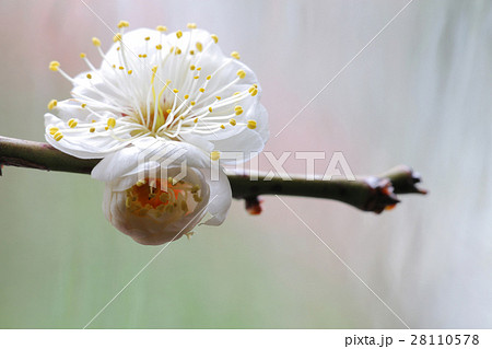 梅の花 白 雨 背景 28110578