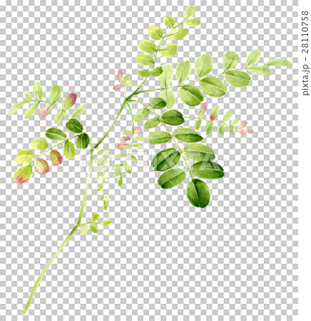 格林葉 格林葉 28110758