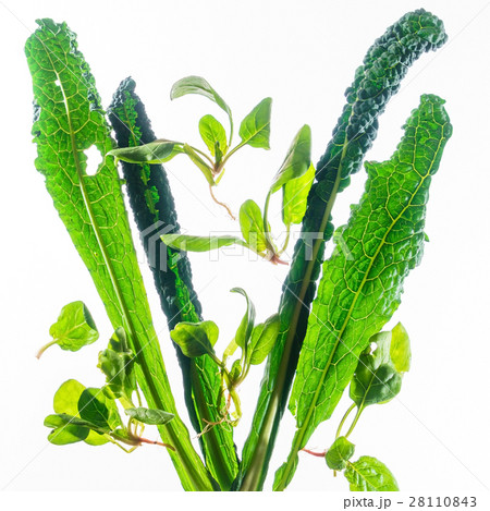 fresh kale and spinach 28110843
