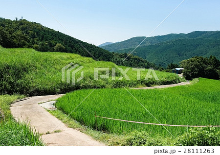 夏の農村風景 (15) 28111263
