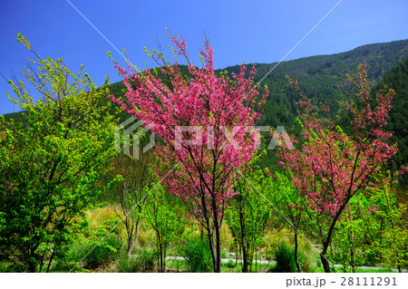 台湾 景色 風景 28111291